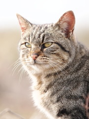 Obraz premium 猫の表情