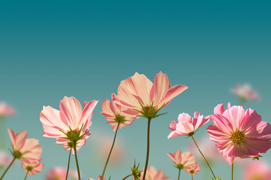 Fototapeta Pink flowers on the meadow background.Vintage style