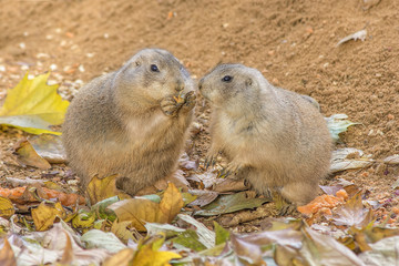 Cynomys Ludovicianus