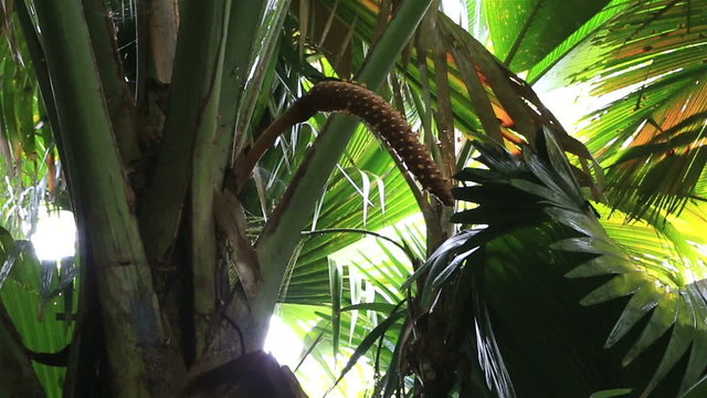 Coco de mer male flower tree.