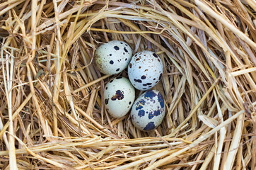 Obraz premium quail nest