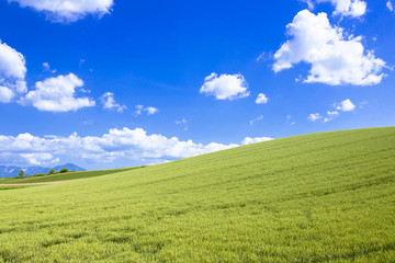 Naklejka premium 丘の町美瑛の田園風景