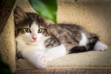 Naklejka na ściany i meble Cute kitten with green eyes