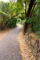 Fototapeta premium Pathway in a Park Victoria Falls, Zimbabwe in Spring
