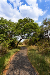 Fototapeta na wymiar Pathway in a Park Victoria Falls, Zimbabwe in Spring