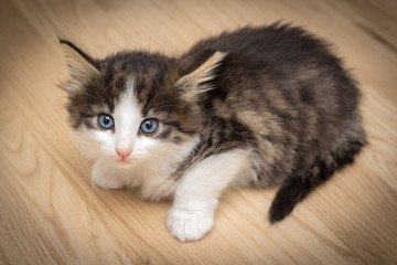 Cute kitten with blue eyes