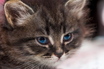 Portrait of a beautiful fluffy kitten close-up