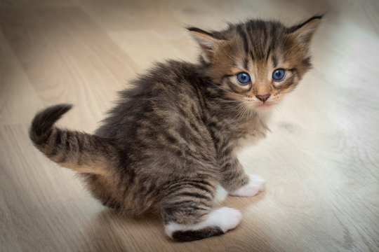 Cute kitten with blue eyes