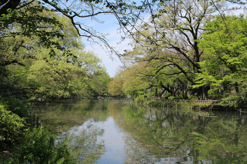Obraz premium Inokashira Park after the cherry blossoms were scattered
