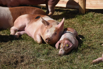 Fototapeta premium maiale maiali stalla