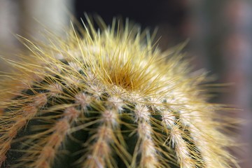 cactus detail