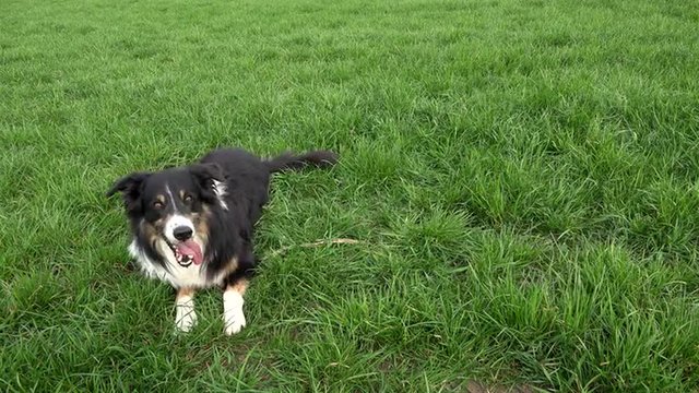 Paco