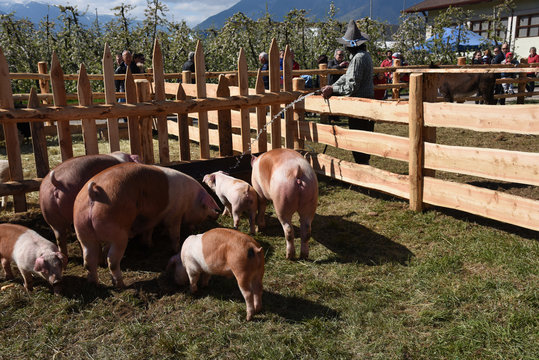 maialino maiali fattoria allevamento