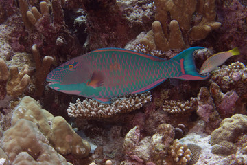 Parrot fish underwater