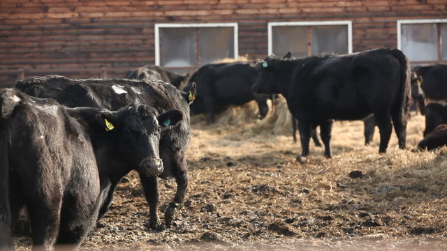 Black Cows On A Farm eat hay