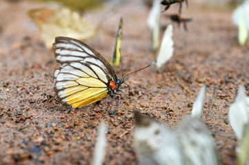Butterfly on the ground, Nature in thailand