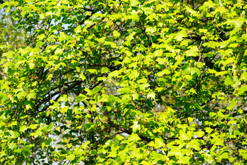Fototapeta premium tulip tree foliage - liriodendron tulipifera