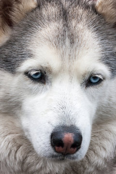 Portrait of Siberian Husky