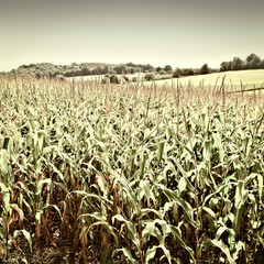 Corn