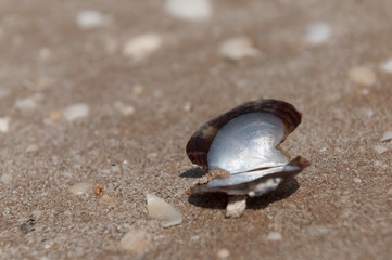 Muschel am Strand