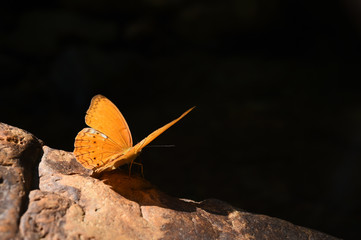 Orange Large yeoman butterfly on floor, Nature in thailand