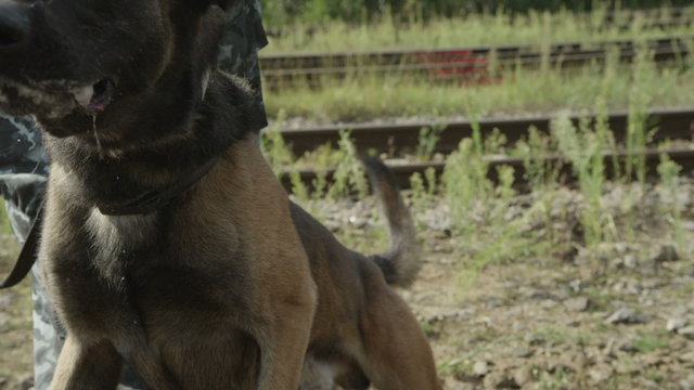 police dog barks and runs on the camera