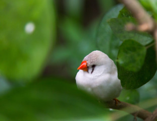 white bird with orange beak