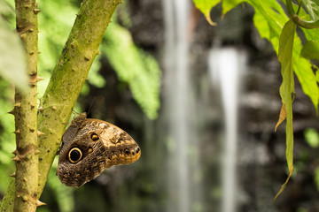 Owl Butterfly at the Waterfall