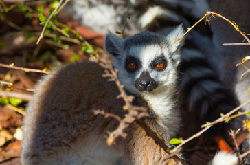 Ring Tailed Lemur or white front (Lemur catta)
