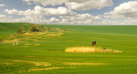  wiosenne pole © Mike Mareen