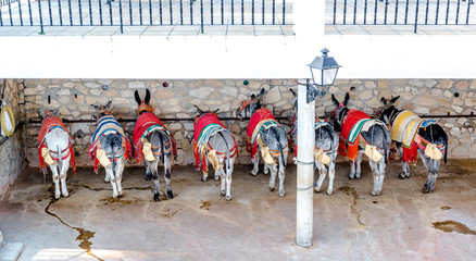 Donkey taxi in Mijas village, Andalusia. Spain