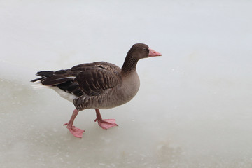 Duck on ice in the spring