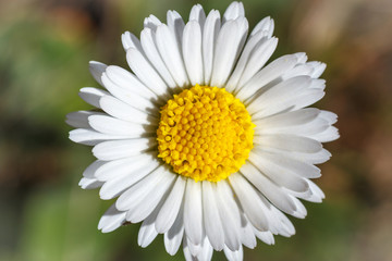 Obraz premium Bellis sylvestris. Margarita media o bellorita silvestre.