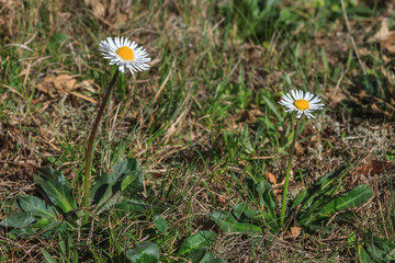 Bellis sylvestris. Margarita media o bellorita silvestre. © LFRabanedo