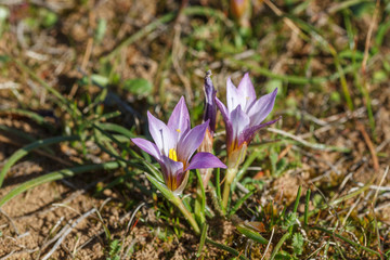 Romulea bulbocodium. Romuela. Azafranillo com&uacute;n.