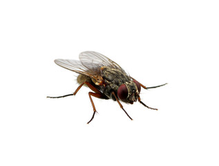 fly on a white