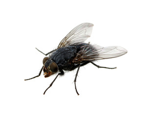 fly on a white