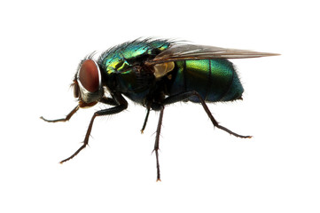 green fly