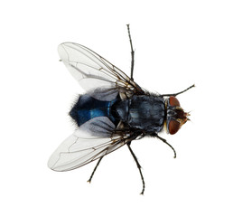 fly on a white