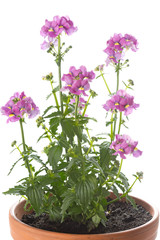 Elfenspiegel (Nemesia) auf weißem Hintergrund