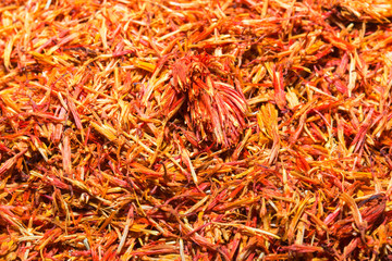 Fototapeta premium safflower