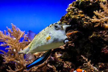 Komischer Fisch