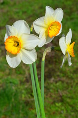 Нарциссы на фоне газона