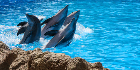 Delfine bei Showeinlage © Michael Eichhammer