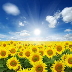 Acrylic prints Sunflower field of sunflowers