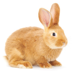 Rabbit