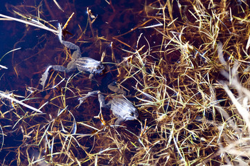 Moorfrosch Rana Arvalis