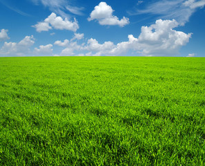 Obraz premium field