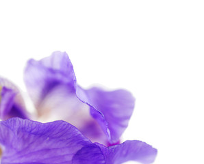 artistic detail of Iris flower over white