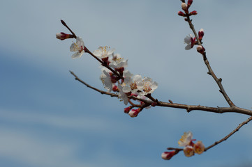 the blossoming branch apricots, close up, against the blue sky